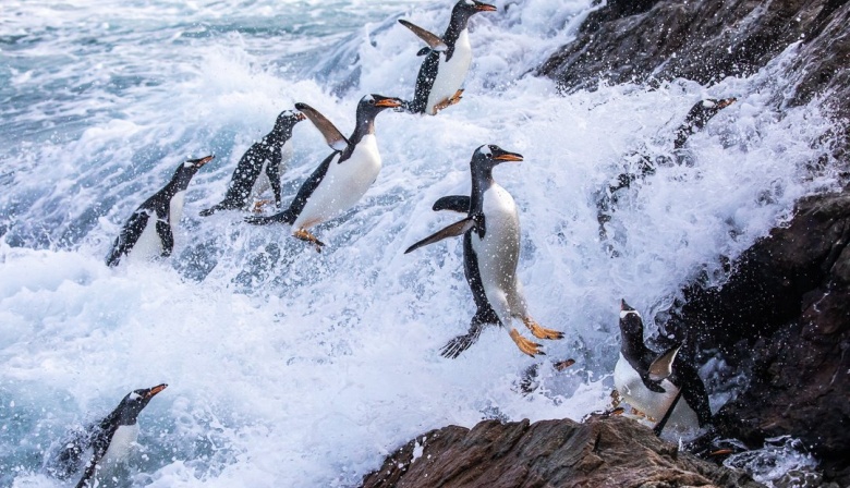 Día de Mundial del Pingüino: su conservación en los Parques Nacionales